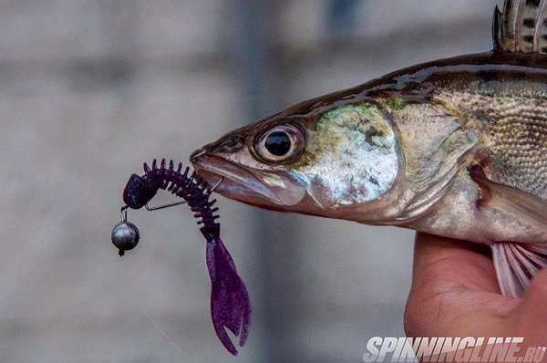 Изображение 1 : Рыбалка перед экзаменом или судак на Tsuribito Wrekala и Creepy Craw